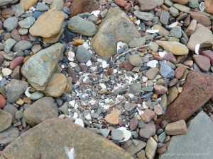 Bird nesting hollow among the pebbles on the beach