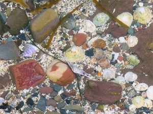 Beach stones and seashells under water