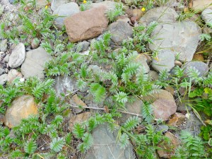 Silver weed and beach stones