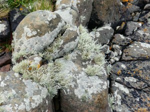 Lichen on seashore rocks