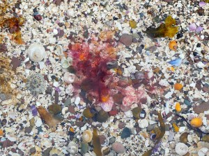 Underwater shells and red seaweed