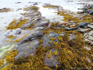 Rock outcrops and seaweed