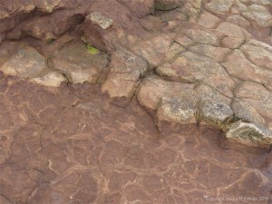 Weathered sedimentary rock texture from the Devonian Eday Group
