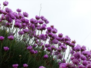 Sea thrift flowers on a cliff top