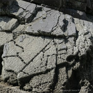 Erosion patterns on sedimentary rocks covered by barnacles