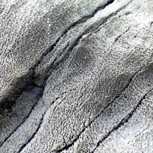 Texture in barnacle-covered rocks