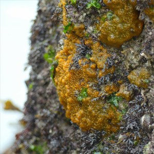 Bright orange living sponge on intertidal rocks