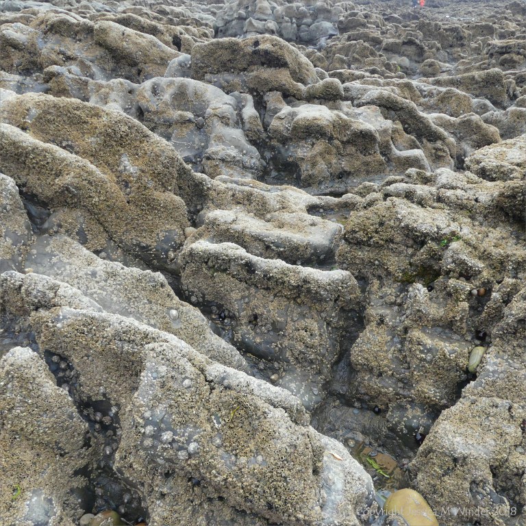 Barnacle encrusted water-worn Carboniferous Limestone ?palaeokarst surface at Caswell Bay in Gower
