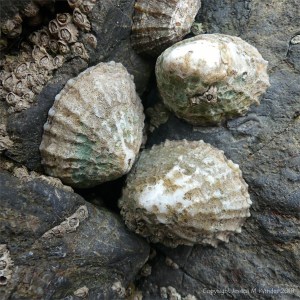 Limpets with lichen-infested shells