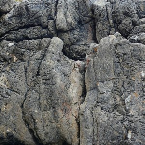 Texture of limestone rock seashore outcrop