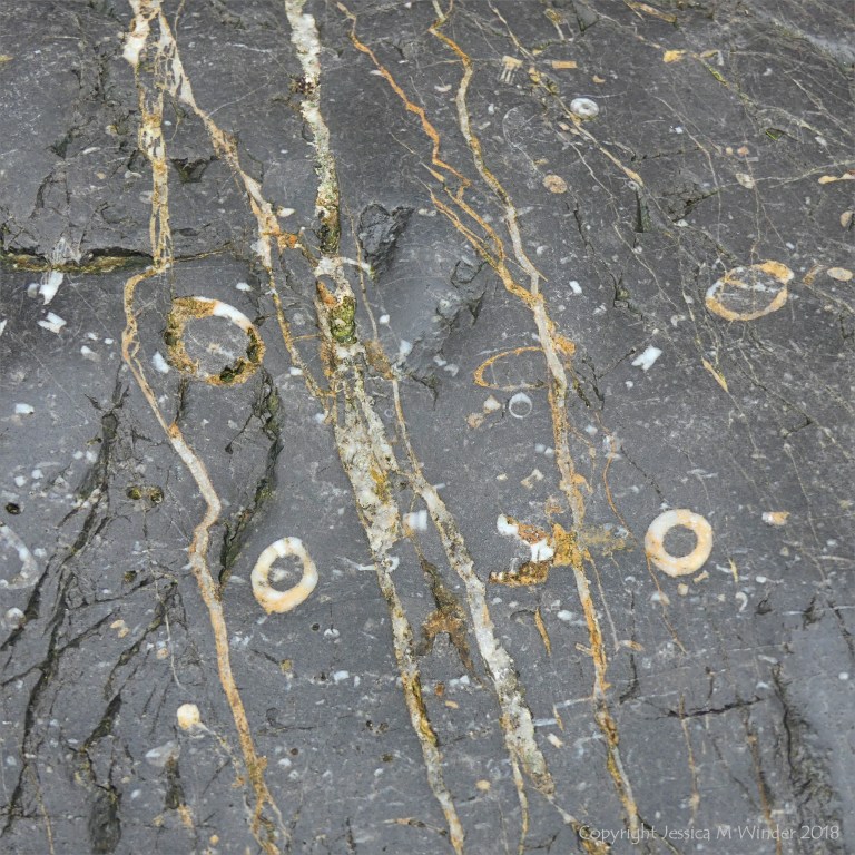Fossils in limestone rock