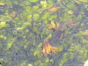 Detached common British seaweeds and eel grass floating in shallow water