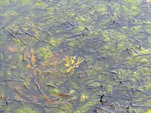 Detached common British seaweeds and eel grass floating in shallow water