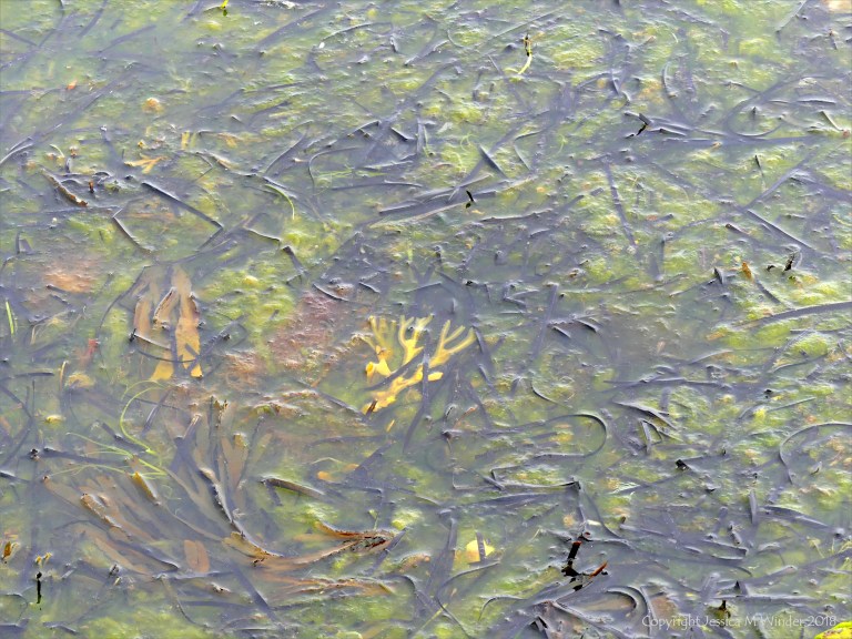 Detached common British seaweeds and eel grass floating in shallow water