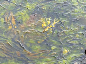 Detached common British seaweeds and eel grass floating in shallow water