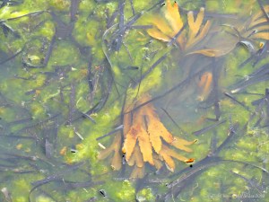 Detached common British seaweeds and eel grass floating in shallow water