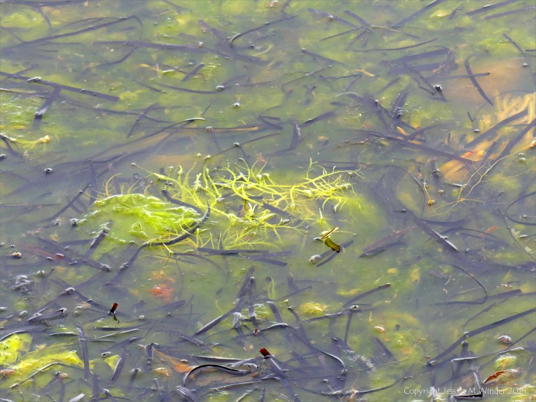 Detached common British seaweeds and eel grass floating in shallow water