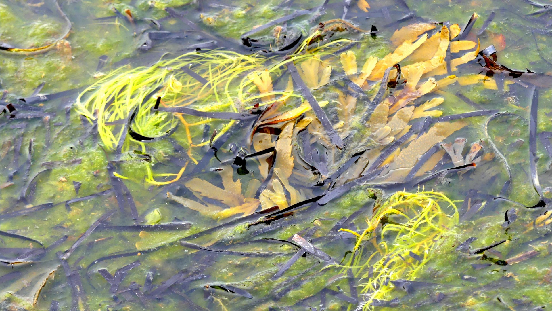 Detached common British seaweeds and eel grass floating in shallow water
