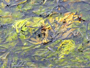 Detached common British seaweeds and eel grass floating in shallow water