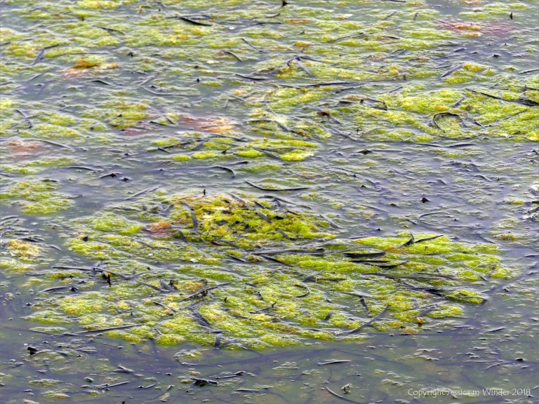 Detached common British seaweeds and eel grass floating in shallow water