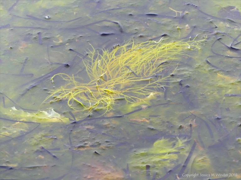 Detached common British seaweeds and eel grass floating in shallow water