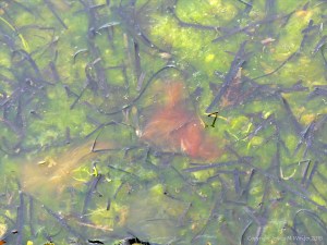 Detached common British seaweeds and eel grass floating in shallow water