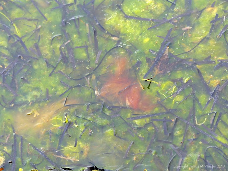 Detached common British seaweeds and eel grass floating in shallow water