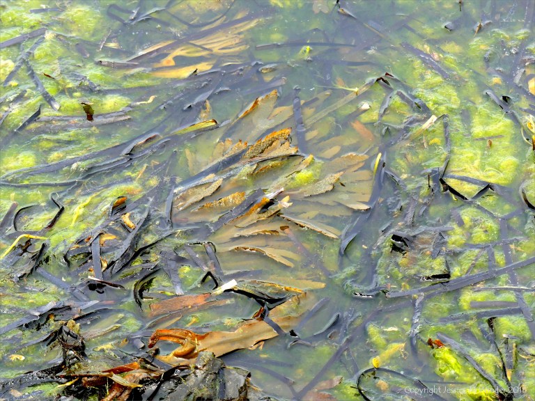 Detached common British seaweeds and eel grass floating in shallow water