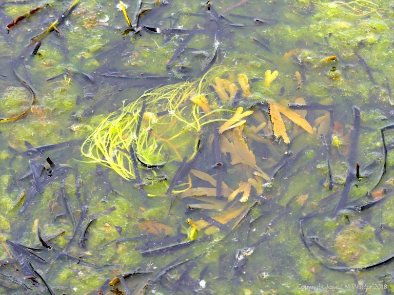 Detached common British seaweeds and eel grass floating in shallow water