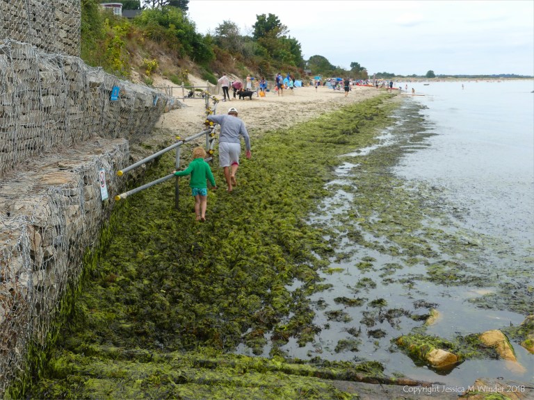 View of seaweed raft washed ashore