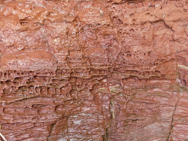 Close-up texture and pattern in weathered Old Red Sandstone