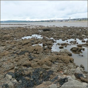 View of honeycomb reefs on Swansea Beach