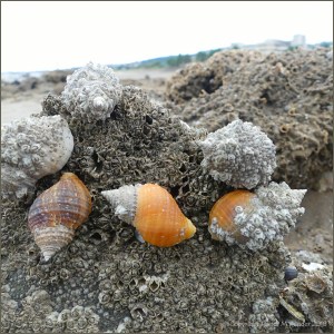 Dog whelks with encrusting barnacles on honeycomb worm reef