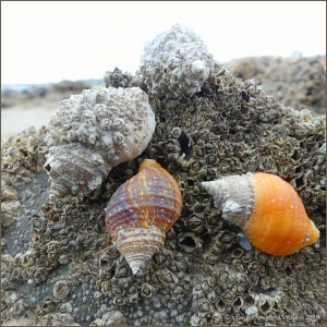 Dog whelks with encrusting barnacles on honeycomb worm reef