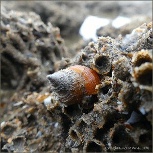 Dog whelk on honeycomb worm reef showing unusual shell features