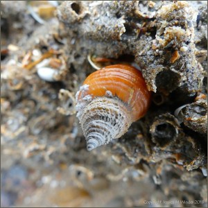 Dog whelk on honeycomb worm reef showing unusual shell features