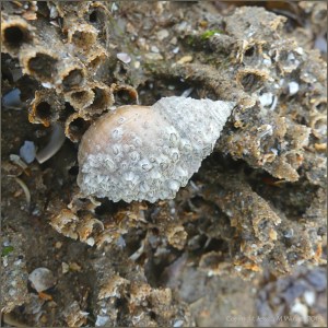 Dog whelk with encrusting barnacles on honeycomb worm reef