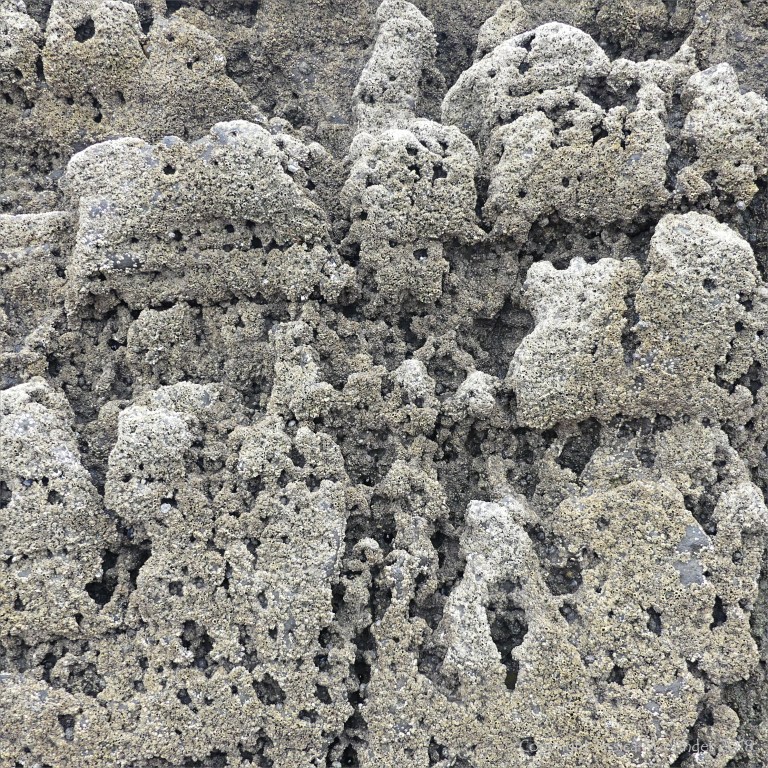 Texture of weathered limestone rock with barnacles on a seashore outcrop