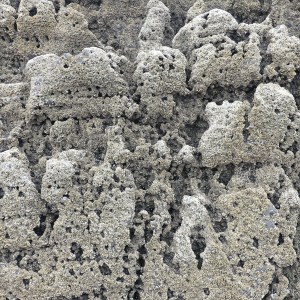Texture of weathered limestone rock with barnacles on a seashore outcrop
