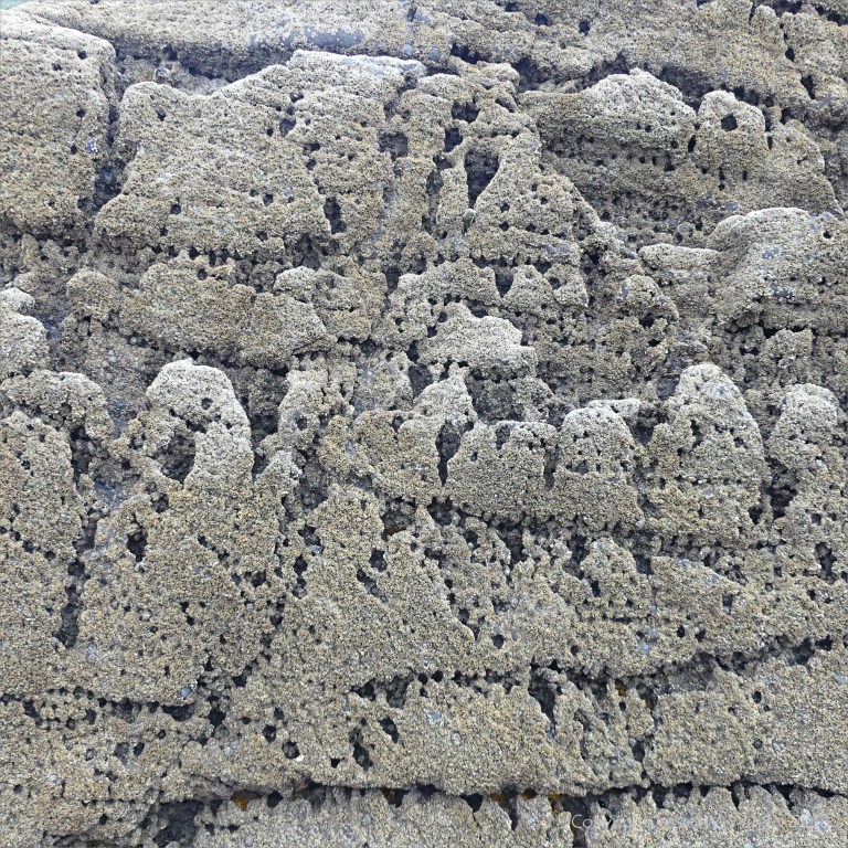 Texture of weathered limestone rock with barnacles on a seashore outcrop