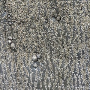 Texture of weathered limestone rock with barnacles on a seashore outcrop