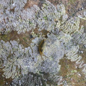 Limpet grazing pattern and sea slater on seside rock
