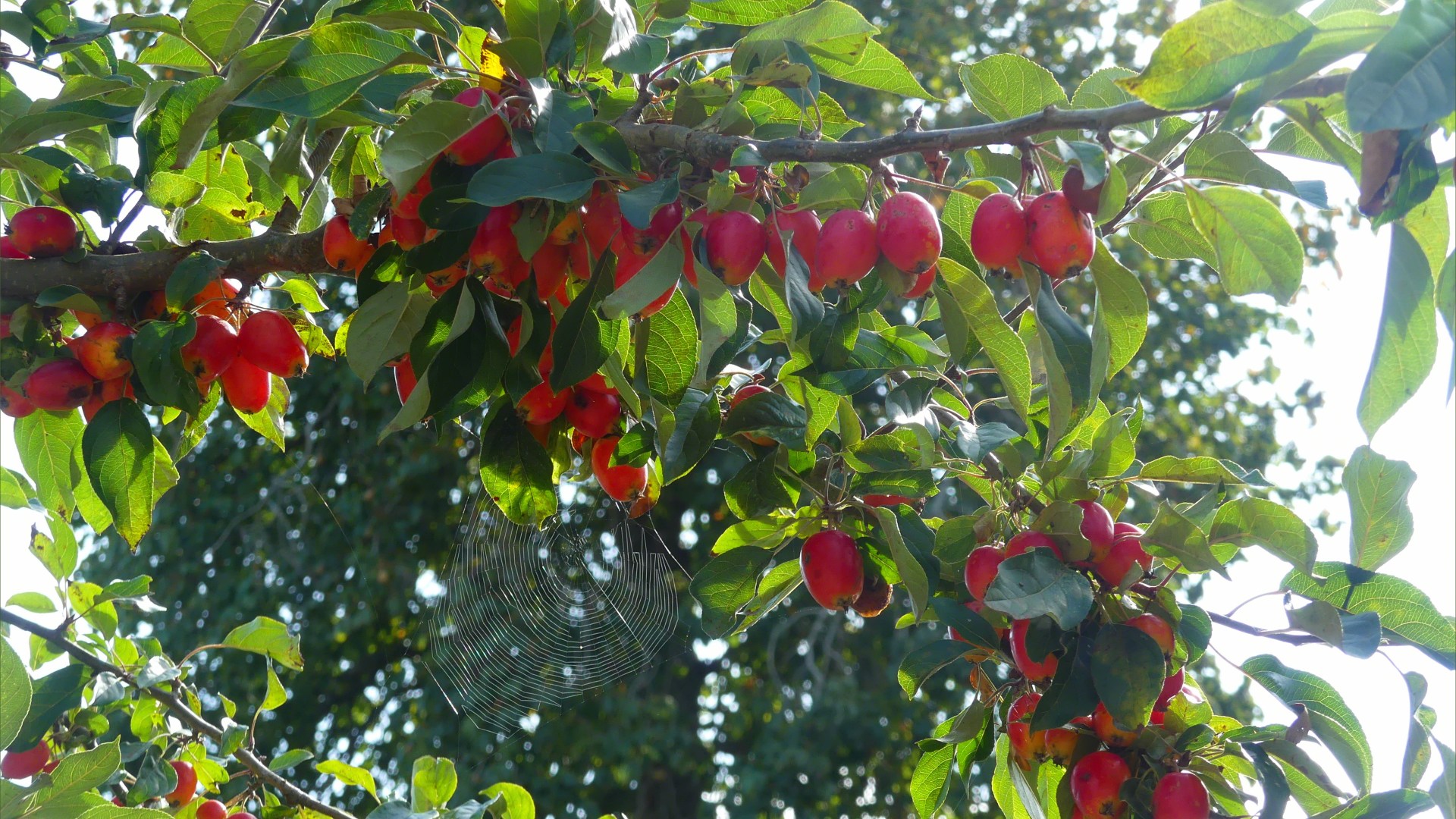 Crab apples ripening on the tree