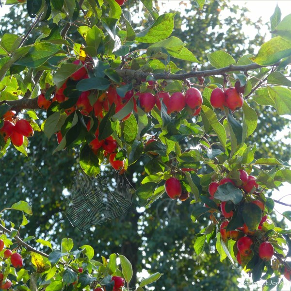 Crab apples ripening on the tree
