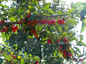 Crab apples ripening on the tree