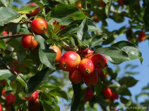 Crab apples ripening on the tree