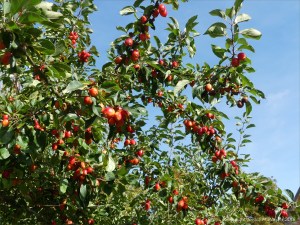 Crab apples ripening on the tree