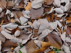 Dull brown fallen autumn leaves