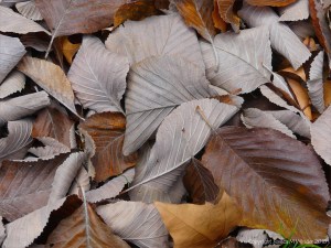 Dull brown fallen autumn leaves
