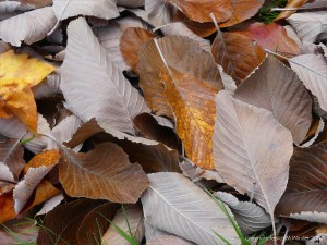 Dull brown fallen autumn leaves